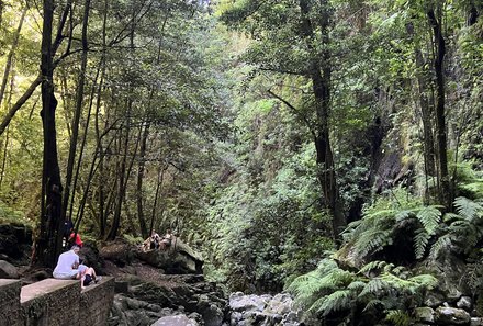 Madeira mit Kindern - Madeira for family - Vegetation bei der Wasserfall-Wanderung Levada