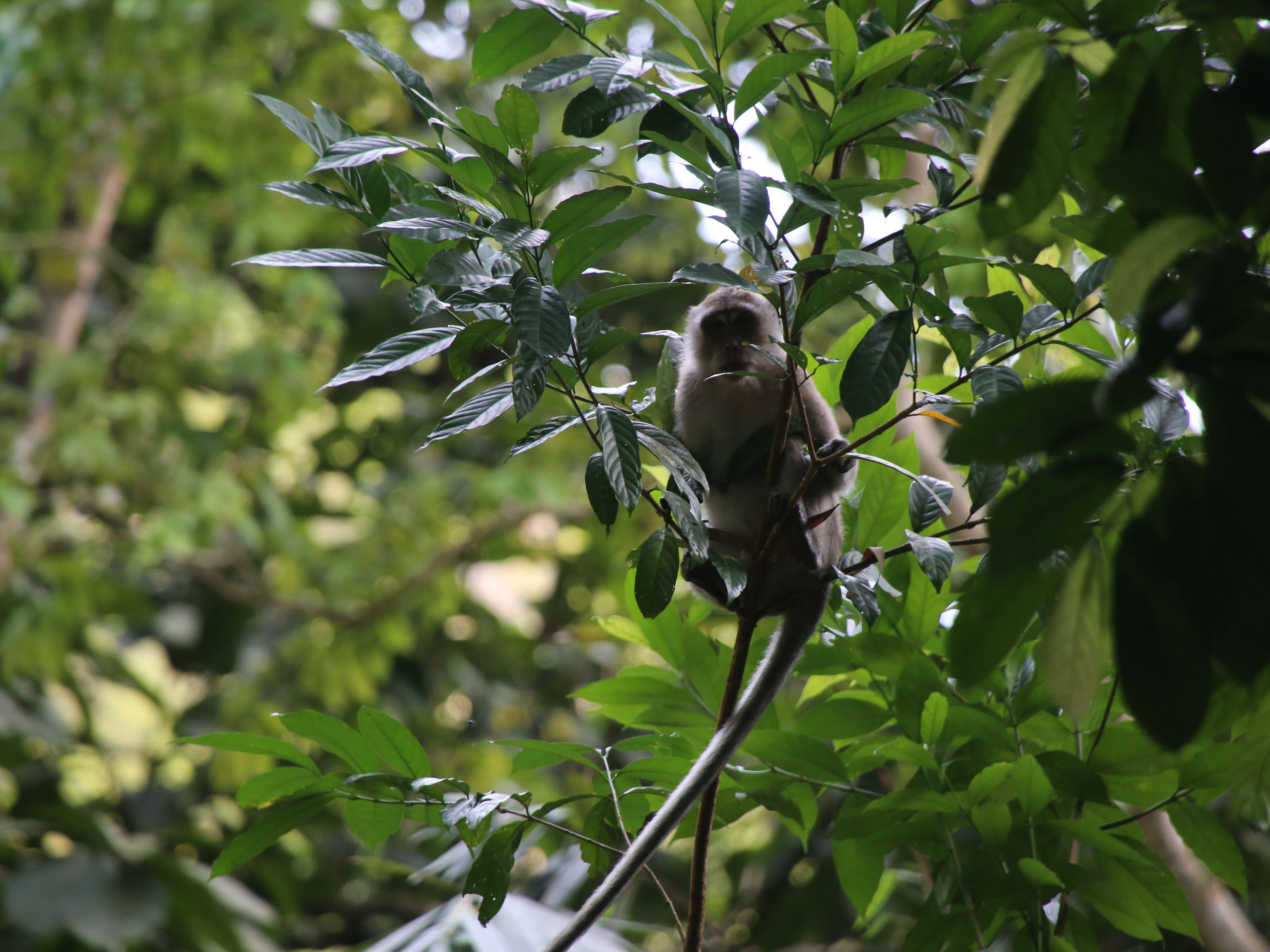 Thailand mit Kindern - Affe im Dschungel