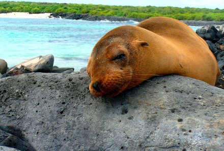 Familienreise Ecuador - Galapagos for family - Seelöwen