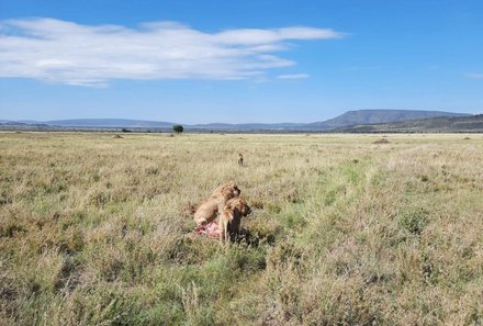 Familienreise Tansania - Tansania for family individuell deluxe - Zwei Löwen in der Serengeti