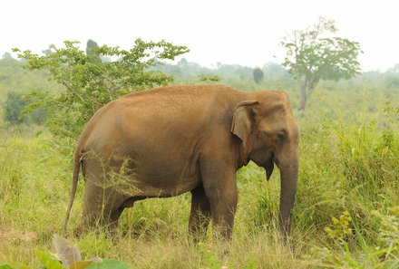Sri Lanka for family individuell - Sri Lanka Individualreise mit Kindern - Elefanten im Nationalpark