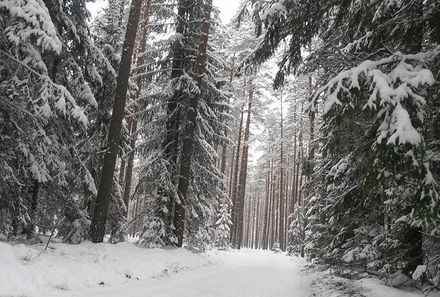 Familienreise Estland - Estland Winter for family - Wald - Schnee