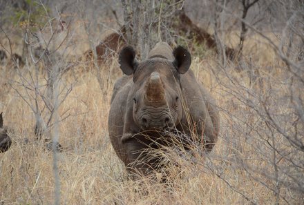 Namibia & Botswana mit Jugendlichen - Namibia & Botswana Family & Teens - Mahango Nationalpark - Nashorn
