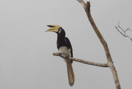 Familienreise Malaysia - Malaysia & Borneo Family & Teens - Vogel auf einem Ast