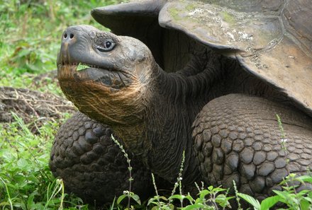 Galápagos mit Kindern - Beste Reisezeit und die Besonderheiten von Galapagos - Riesenschildkröte
