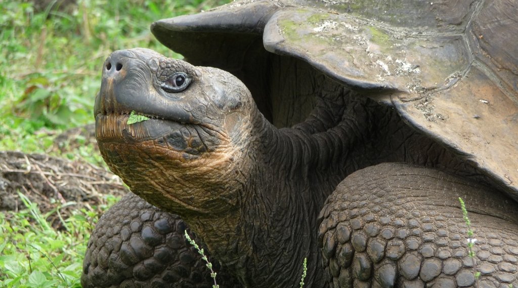 Tierbeobachtungen auf Fernreisen mit Kindern - Ecuador mit Kindern - Riesenschildkröte
