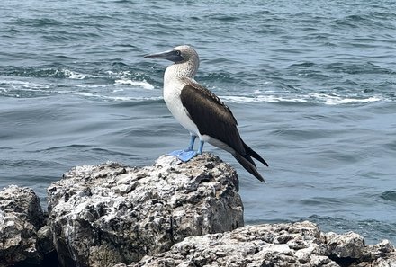 Familienreise Galapagos und Ecuador - Galapagos Family & Teens - Blaufußtölpel am Meer