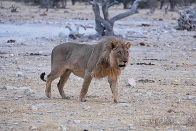 Nambia mit Teenagern - Namibia Familienreise - Löwe 
