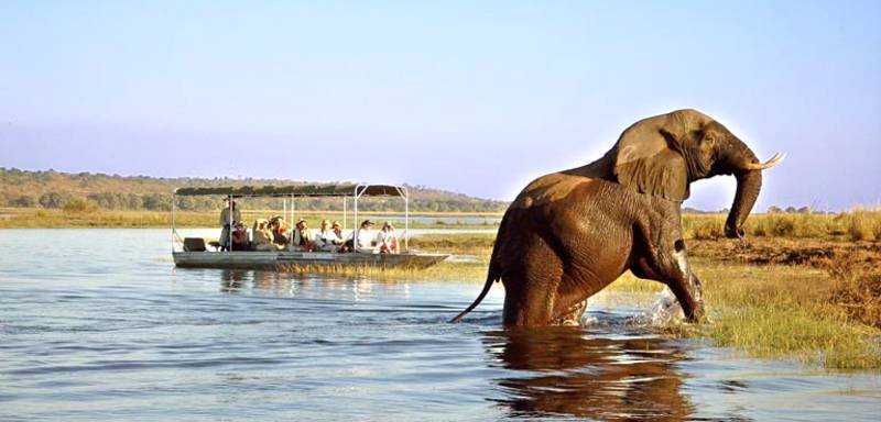 Botswana mit Kindern - Trend zur längeren Familienreise - Elefant