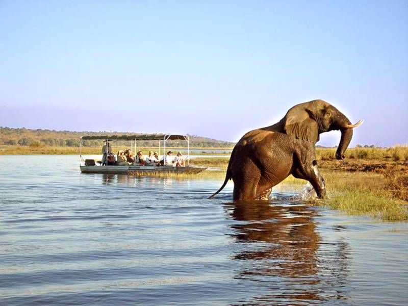 Botswana mit Kindern - Elefant