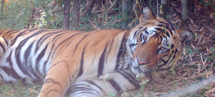 Indien mit Kindern - Tiger