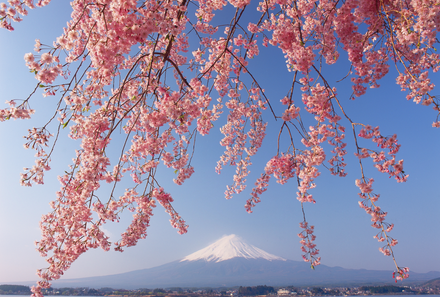 Japan mit Kindern - Japan for Family - Kirschblüten