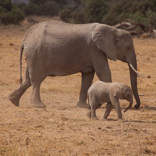 Reisebericht Kenia - Safari mit Kindern - Elefantenfamilie