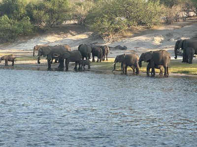 Botswana for family individuell - Familienreise Botswana - Reisefeedback - Elefantenherde am Wasser Botswana for family individuell - Familienreise Botswana - Reisefeedback - Elefantenherde am Wasser