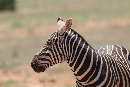 Kenia Familienreise - Kenia for family individuell deluxe - Tsavo Ost Nationalpark - Zebra