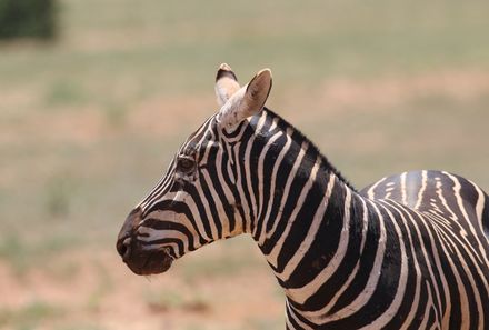 Kenia Familienreise - Kenia for family individuell - Tsavo Ost Nationalpark - Zebra