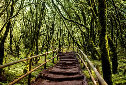 La Gomera Familienurlaub - Nebenwald La Gomera