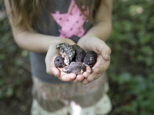 Rumänien Familienreise - Pilze und Trüffel sammeln im Wald