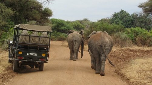 Familiensafaris - Die 6 besten Safari-Gebiete für Kinder - Safaris mit Kindern in der Serengeti zu Elefanten