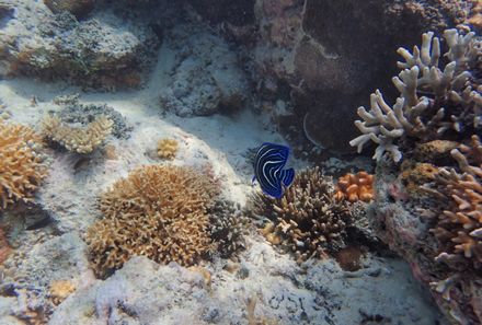 Bali mit Kindern - Bali for family - Schnorchelausflug Unterwasserwelt