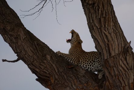 Botswana Familienreise mit Kindern - Botswana Fly-In-Safari individuell - Leopard