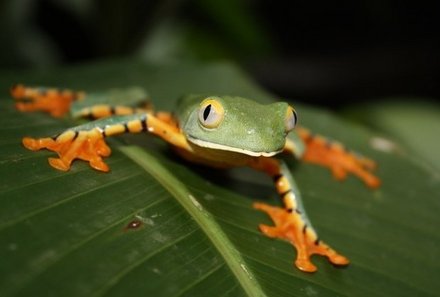 Familienreise Costa Rica - Costa Rica for family - Frosch