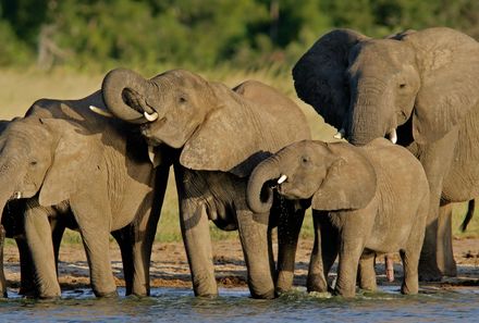 Botswana Familienreise - Botswana for family individuell - Hwange Nationalpark - Elefantengruppe