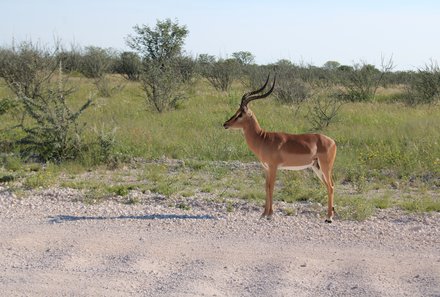 Familienreise Namibia - Namibia for family - Tiere Auasberge - Antilope