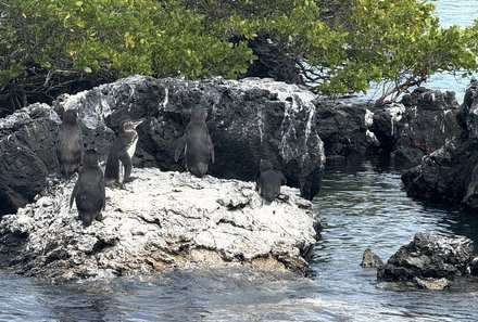 Familienreise Galapagos und Ecuador - Galapagos Family & Teens - Pinguine Las Tintoteras