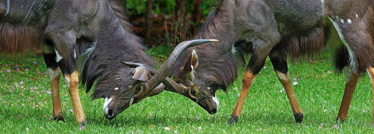 Afrika mit Kindern - Tierbegegnungen in und um Makutsi - Kräftemessen der Nyalas