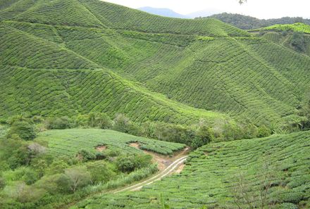 Familienurlaub Malaysia & Borneo - Malaysia & Borneo Teens on Tour - Cameron Highlands - Teeplantage