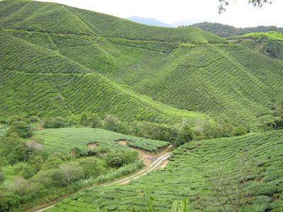 Familienurlaub Malaysia & Borneo - Malaysia & Borneo Teens on Tour - Cameron Highlands - Teeplantage
