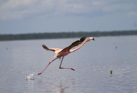Florida Familienreise - Everglades - Flamingo