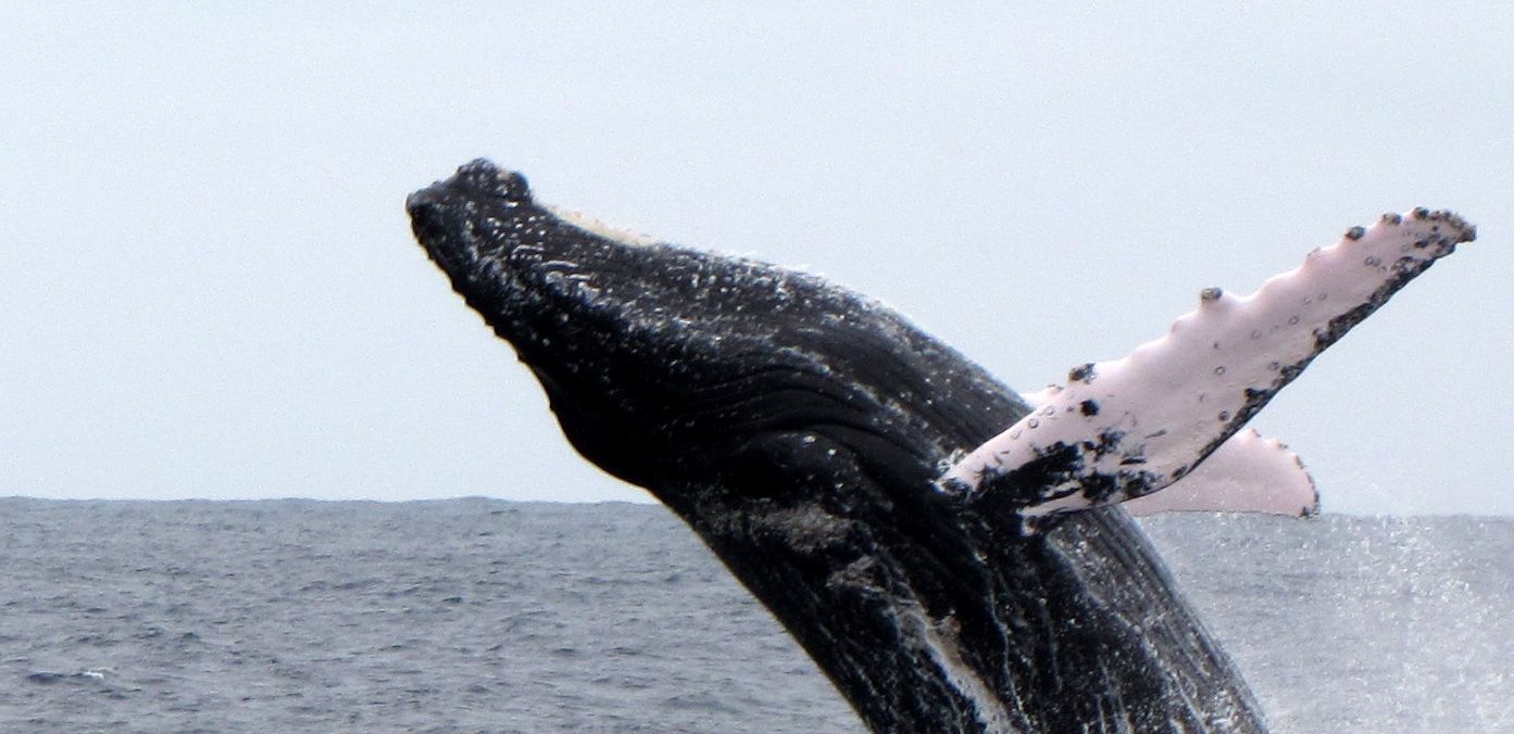 Galapagos mit Kindern - Walbeobachtung