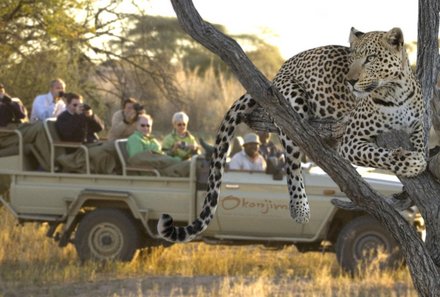 Namibia Deluxe Familienreise -  Okonjima Plains Camp - Leoparden beobachten