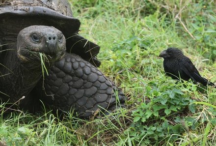 Galapagos mit Kindern - Galapagos Family & Teens - Riesenschildkröte
