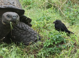 Familienreisen_Ecuador_Riesenschildkroete