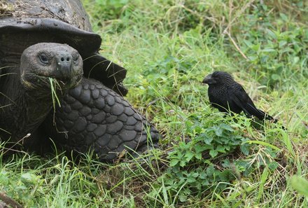 Familienreise Galapagos - Galapagos for family - Riesenschildkröte und Vogel