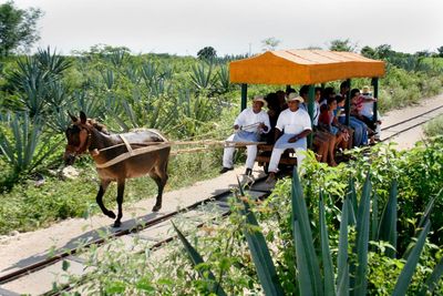 Mexiko Familienreise - Mexiko for family - Fahrt mit dem Muli-Gespann