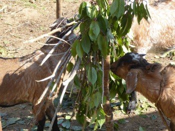 Nepal mit Kindern - Neuigkeiten vom Milijuli Frauenprojekt - Ziegen fressen 