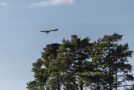 Schweden Familienreise - Schweden Kanu Family & Teens - Vogel am Himmel