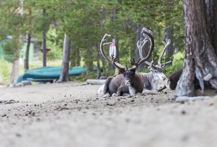 Schweden Familienreise - Schweden Family & Teens - Rentiere