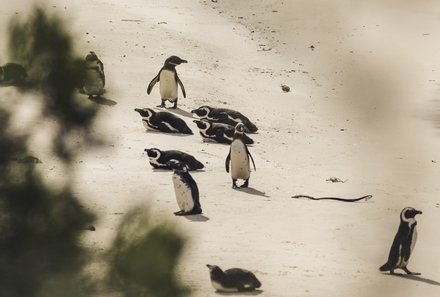 Südafrika Blog Artikel - Pinguine am Sandstrand – Südafrika mit Kindern