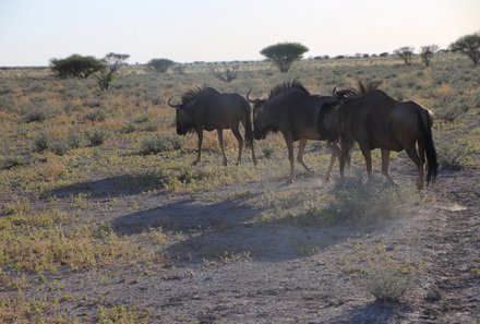 Namibia Familienreise - Namibia for family - Tiere in der namibischen Landschaft