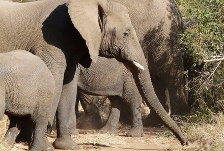 Südafrika for family - Elephant Whispers - Mehrere Elefante