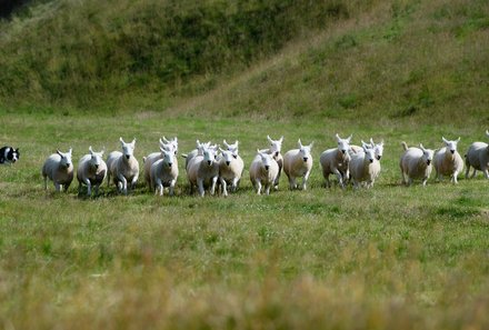 Schottland Familienreise - Schottland mit Kindern - Schafsherde