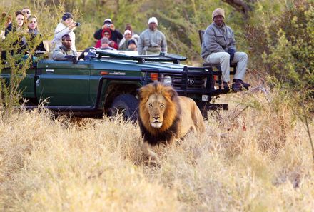 Garden Route mit Kindern Familiensafari - Löwe Big Five Südafrika