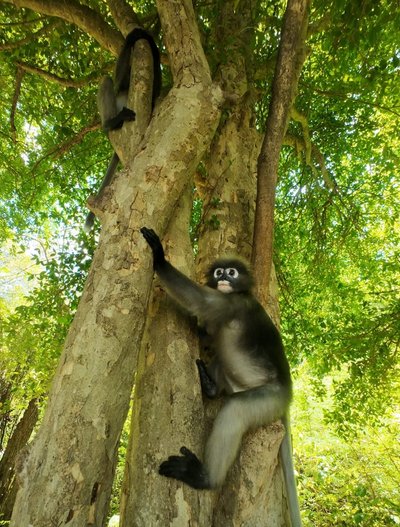 Thailand for family - Bewertung - Affe klettert im Baum Thailand for family - Bewertung - Affe klettert im Baum