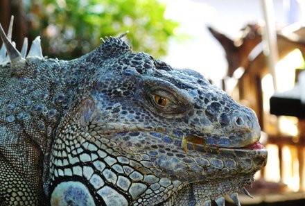 Mexiko Familienreise - Mexiko Family & Teens - Leguan