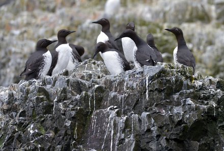 Familienreise Arktis - Arktis Reise mit Jugendlichen - Vögel
